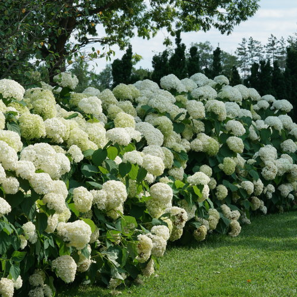 Skötsel och odling av Annabelle Hortensia