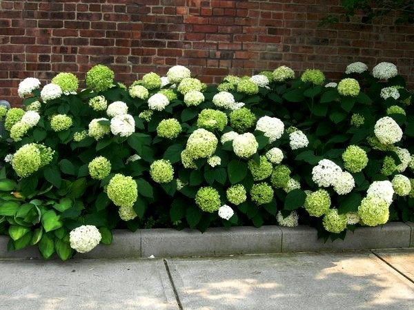 Studier och forskning kring Hortensia