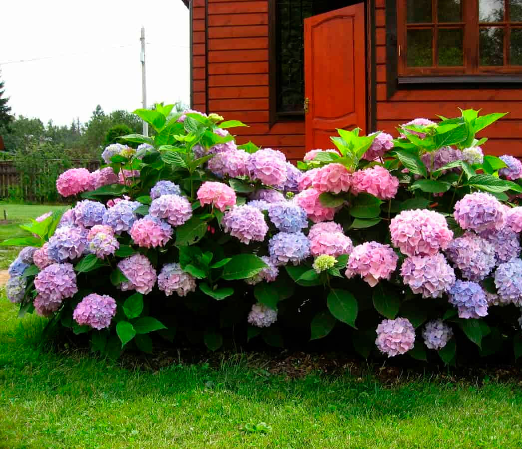 Hortensia Växtkännetecken