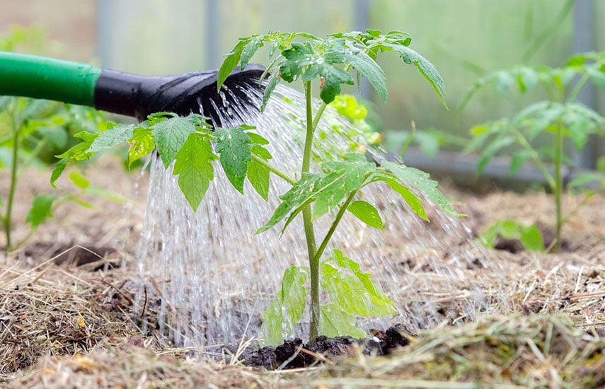 Välja rätt tomatplanta