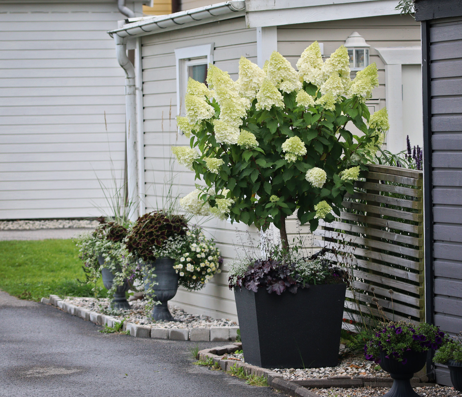 Plantering av Träd i Kruka