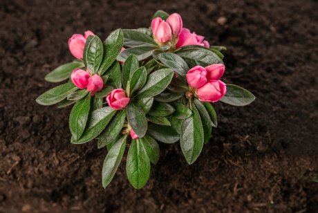 Skötselråd efter plantering