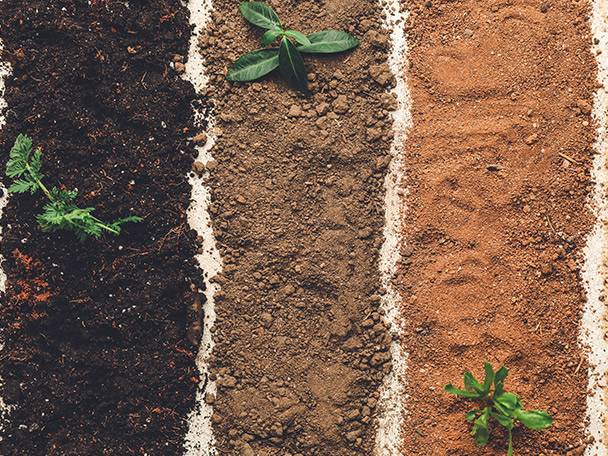 Plantering av sticklingar