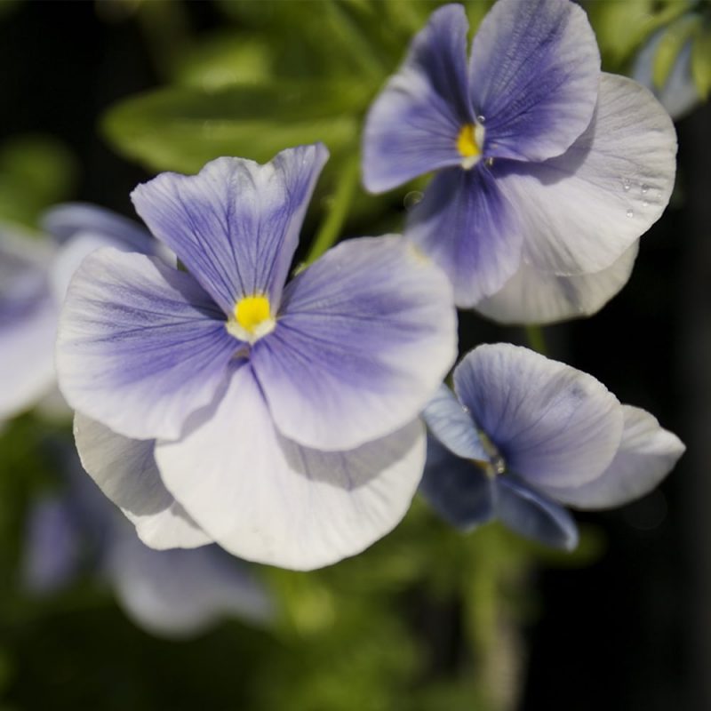 Säsong och blomningstid